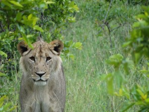 My favorite picture...a young male lion outside camp. We were extremely lucky to find this small pack!
