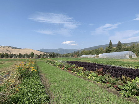View of the Chard and Kale crops at the PEAS Farm
