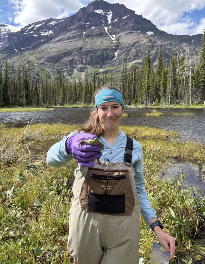 Amphibian Capture and Study Outside of Two Medicine Lake in GNP