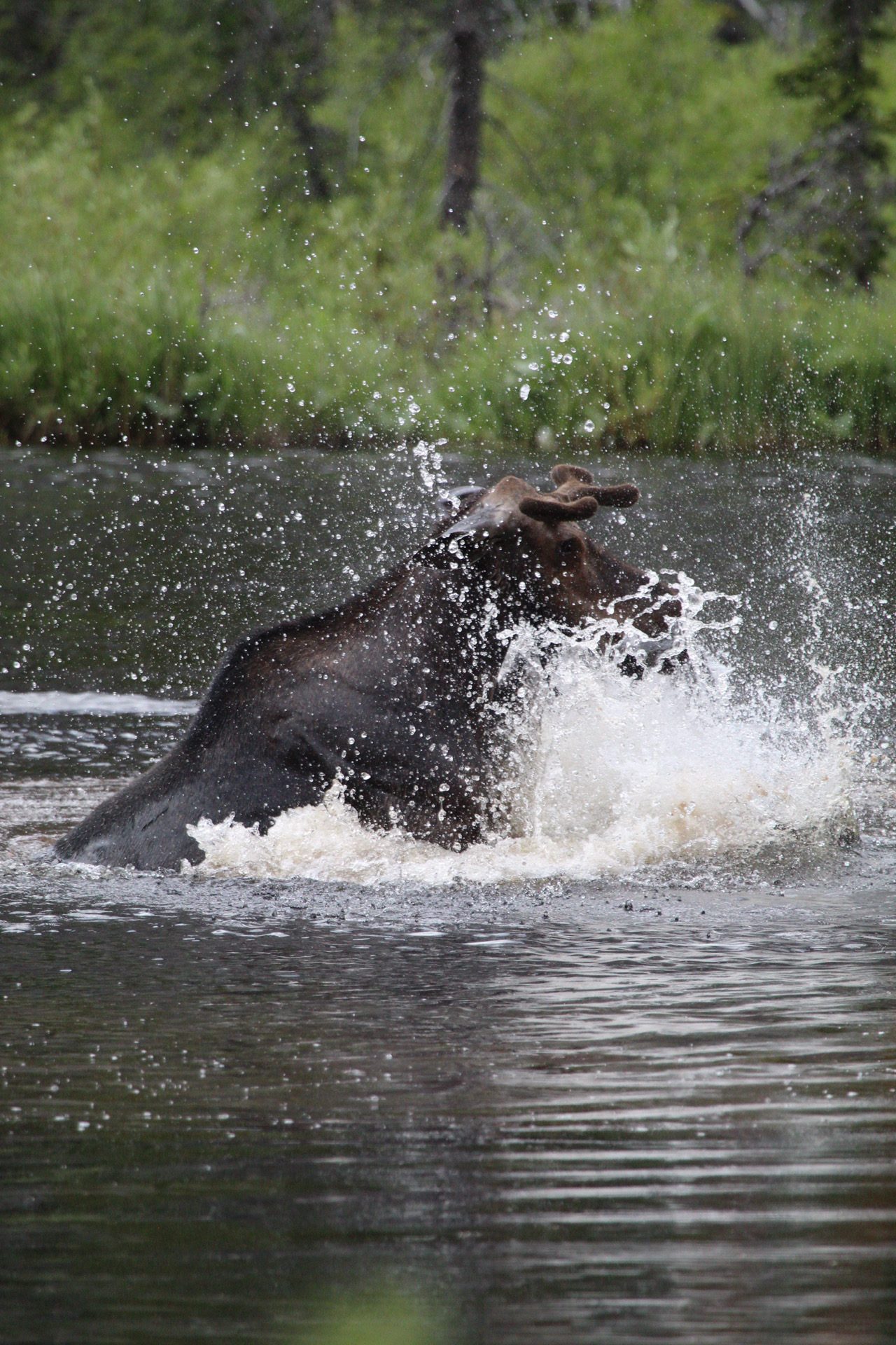 A moose spotted during amphibian capture 